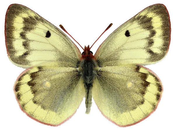 Aislado hembra montaña nublado amarillo mariposa — Foto de Stock