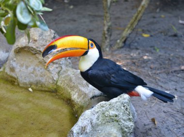 Toco tukan (Ramphastos toco) açık gagasıyla su kenarında