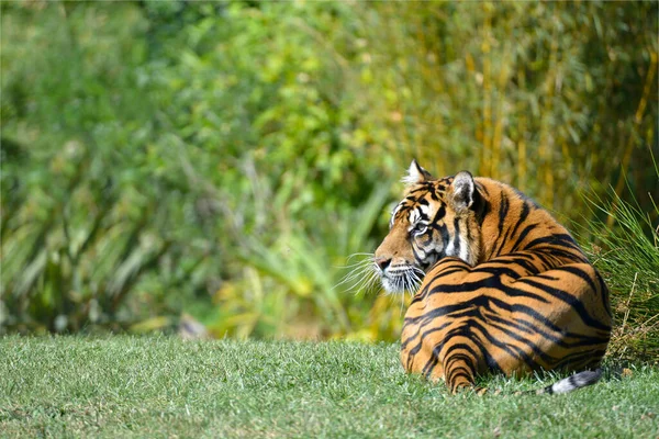Närbild Tiger Panthera Tigris Liggande Gräs Sett Bakifrån — Stockfoto