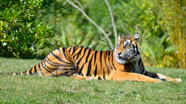 Fűre Fektetett Tigris Panthera Tigris Közelsége — Stock Fotó