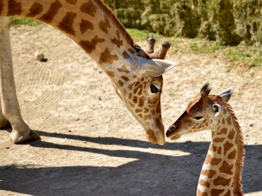 Yakın çekim zürafası (Giraffa camelopardalis) yerde ve bebeği profilden görülüyor