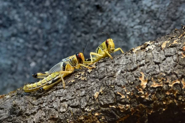 Langostas Del Desierto Schistocerca Gregaria Una Rama — Foto de Stock