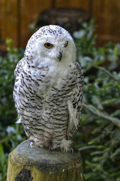 Closeup Female Snowy Owl Bubo Scandiacus Perched Wood Post — Stock Photo, Image