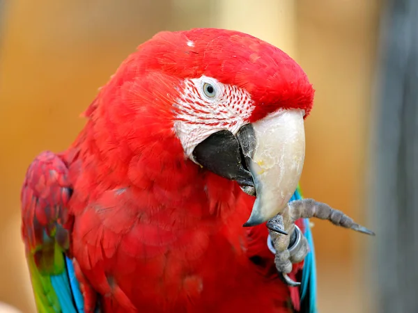 Portrait Macaw Ara Chloroptera Chloropterus Fingers Beak — Stock Photo, Image