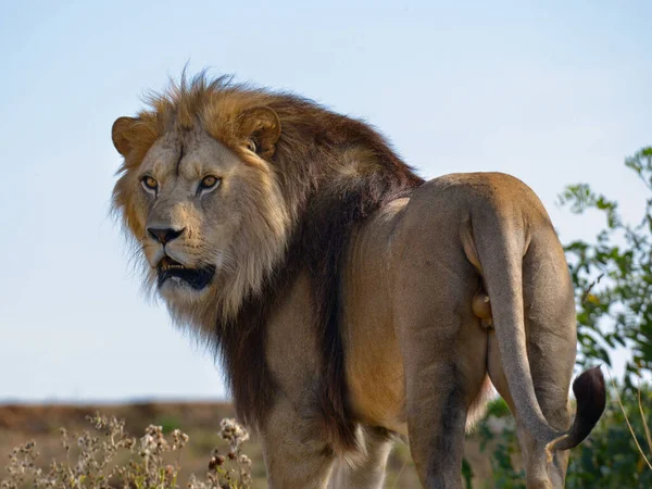 Lejon Panthera Leo Står Bland Vegetation Och Sett Bakifrån — Stockfoto