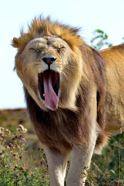 Löwe Panthera Leo Stehend Die Zunge Herausstreckend Und Von Vorne — Stockfoto