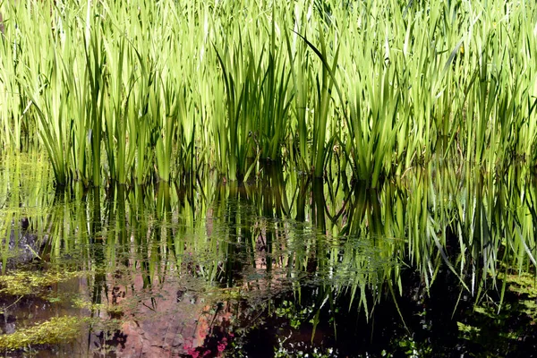 Reflection Leaves Iris Water Pond — Stock Photo, Image