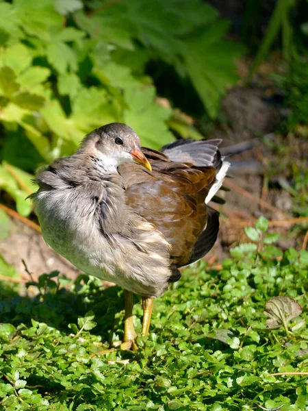 Moorhen Común Eurasiático Juvenil Gallinula Chloropus Sobre Plantas Acuáticas —  Fotos de Stock