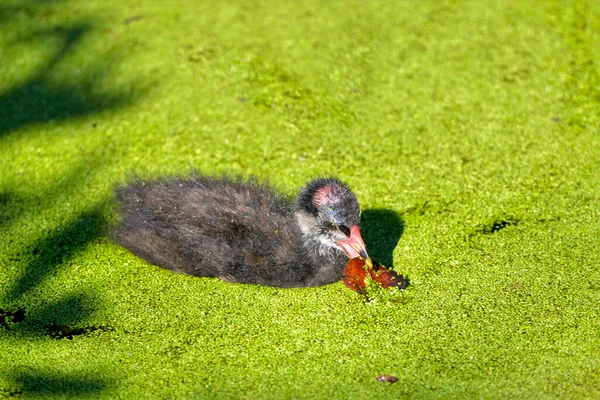 Pulcino Gallinella Comune Eurasiatica Gallinula Chloropus Acqua Con Una Foglia — Foto Stock