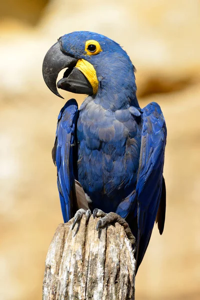 Portrait Blue Hyacinth Macaw Anodorhynchus Hyacinthinus Perched Wood Post Seen — Stock Photo, Image