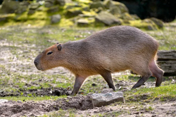 Zbliżenie Profilu Capybara Hydrochoerus Hydrochaeris Chodzenie Trawie — Zdjęcie stockowe