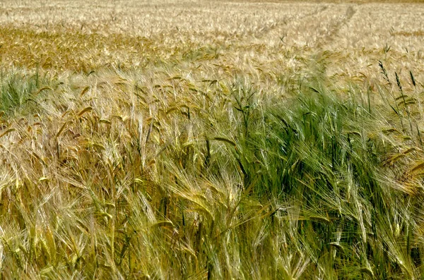 Hintergrund Des Gerstenfeldes Hordeum Vulgare Frankreich — Stockfoto