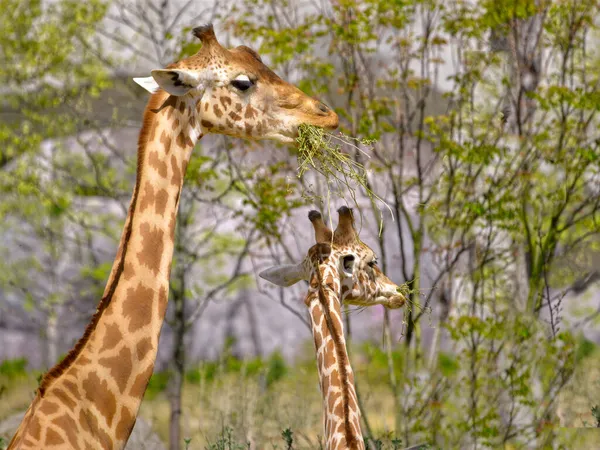Zbliżenie Dwóch Żyraf Giraffa Camelopardalis Jedzących Trawę — Zdjęcie stockowe