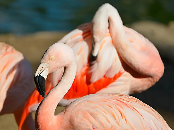 Perfil Retrato Flamingo Phoenicopterus — Fotografia de Stock