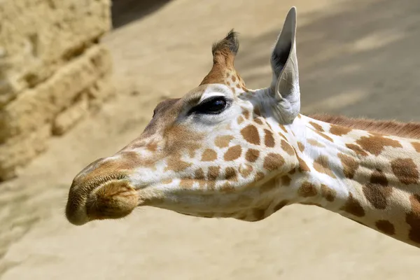 기린의 Giraffa Camelopardalis 머리는 수평으로 기울어져 — 스톡 사진