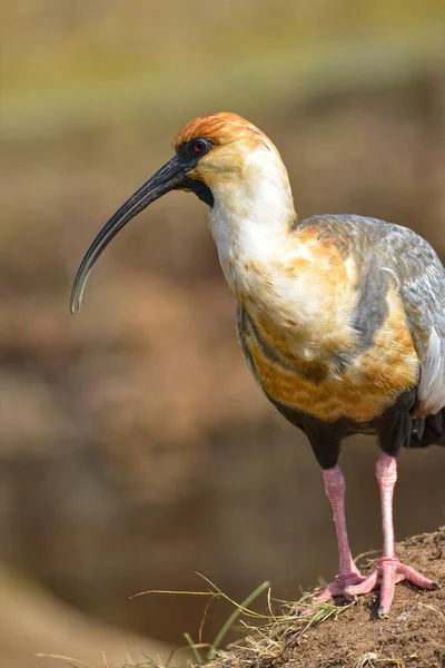 Svartklädda Ibis Stående Marken — Stockfoto