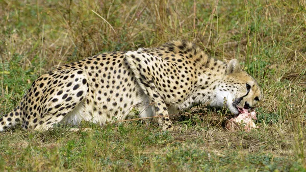 Perfil African Cheetah Acinonyx Jubatus Comer Uma Carne — Fotografia de Stock