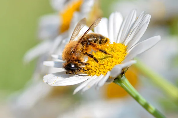 Macro Abeja Melífera Apis Alimentándose Himnos Blancos Flor Vista Perfil —  Fotos de Stock