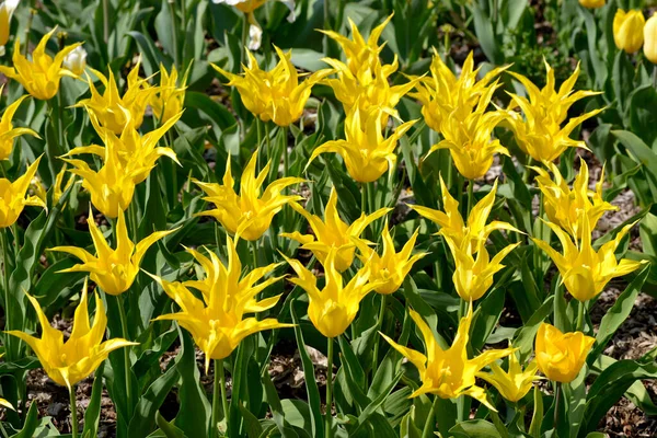Fond Lit Tulipes Jaunes Tulipa Genus Lily Flower Dans Jardin — Photo
