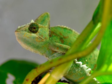Bukalemun (Chamaeleo calyptratus), bukalemungiller (Suudi Arabistan) familyasından bir bukalemun türü. 