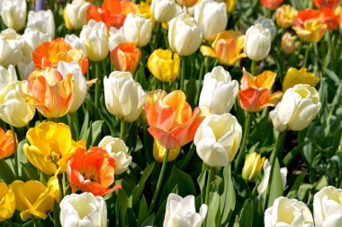 Bahçedeki renkli lalelerin (Tulipa) çiçek tarhı