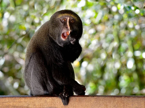 Małpa Sowa Cercopithecus Hamlyni Jedząca Owoce — Zdjęcie stockowe
