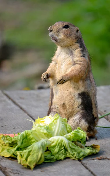 Prairie Dog Cynomys Ludovicianus Står Nära Sallad Träplankor — Stockfoto