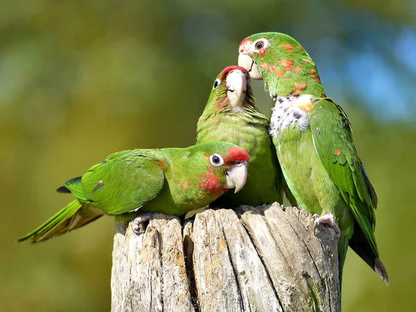 Tre Parrocchetti Mitrati Psittacara Mitratus Aratinga Mitrata Appollaiati Palo Legno — Foto Stock