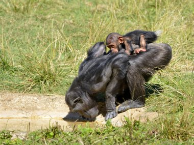 Şempanze (Pan trogloditleri) sırtında bebeğiyle içiyor