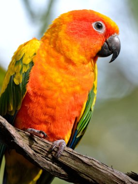 Turuncu güneş muhabbet kuşu (Aratinga gündönümü) dala tünemiş ve ön taraftan görülmüştür.
