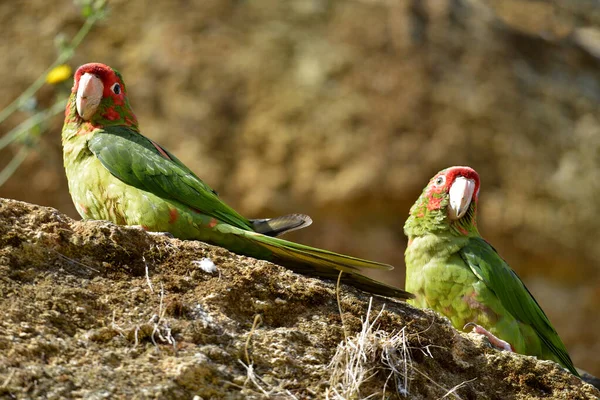 Deux Perruches Mitaines Psittacara Mitratus Aratinga Mitrata Sur Rocher — Photo