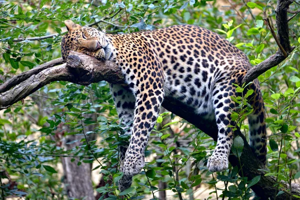 Javan Leopard Panthera Pardus Melas Sleeping Soundly Branch — Stock Photo, Image