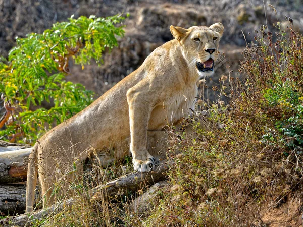 Λέαινα Panthera Leo Στέκεται Στη Βλάστηση Ανοιχτό Στόμα Και Φαίνεται — Φωτογραφία Αρχείου