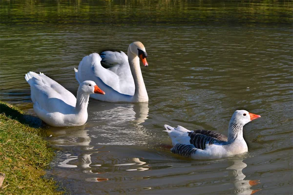 Anser Anser Domesticus 和天鹅 Cygnus Olor 在水里游泳 — 图库照片