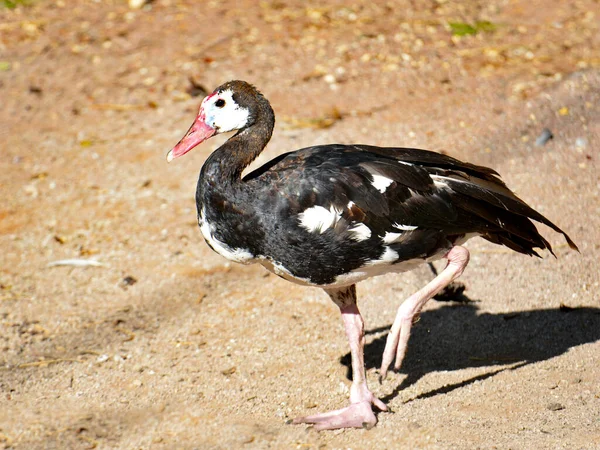 Gęś Skrzydlata Plectropterus Gambensis Podnosząca Łapę Ziemi Widziana Profilu — Zdjęcie stockowe