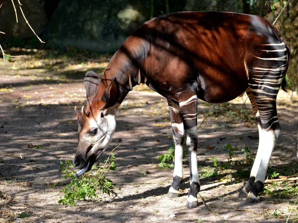 Okapi Okapia Johnstoni Mangeant Une Plante Vue Profil — Photo