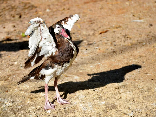 Oca Alata Plectropterus Gambensis Con Ali Spiegate Appoggiate Terra — Foto Stock