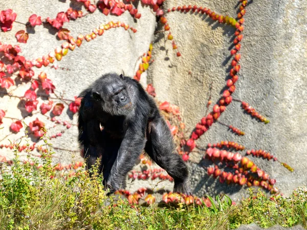 Шимпанзе Пан Троглодиты Гуляет Траве Японским Ползунком Parthenocissus Красных Листьях — стоковое фото