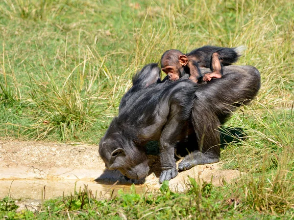 Chimpanzé Pan Troglodytes Bebendo Com Seu Bebê Nas Costas — Fotografia de Stock