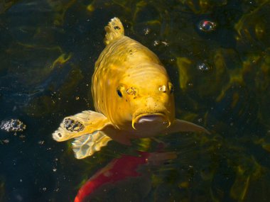 Closeup yellow carp koi (Cyprinus) on the water surface