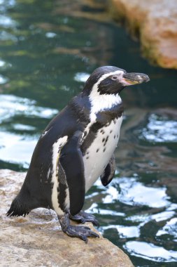 Closeup Humboldt penguin (Spheniscus humboldti) standing on a rock near of water