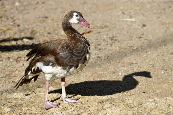 Spur Winged Goose Plectropterus Gambensis Standing Ground Seen Profile — 스톡 사진