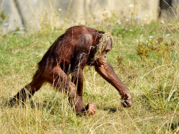 Young Orangutan Pongo Pygmaeus Walking Grass Head — Stock Fotó