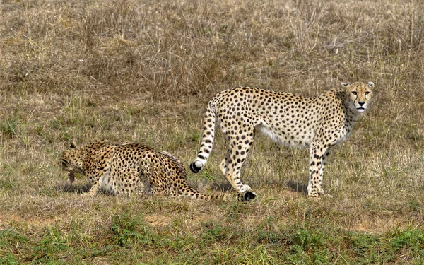 Closeup African Cheetahs Acinonyx Jubatus Grass — Stock Photo, Image