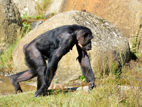 Chimpanzee Pan Troglodytes Walking Grass Rocks Seen Profile — Zdjęcie stockowe