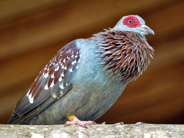 Yakından benekli güvercin (Columba Gine) veya Afrika kaya güvercini tünemiş