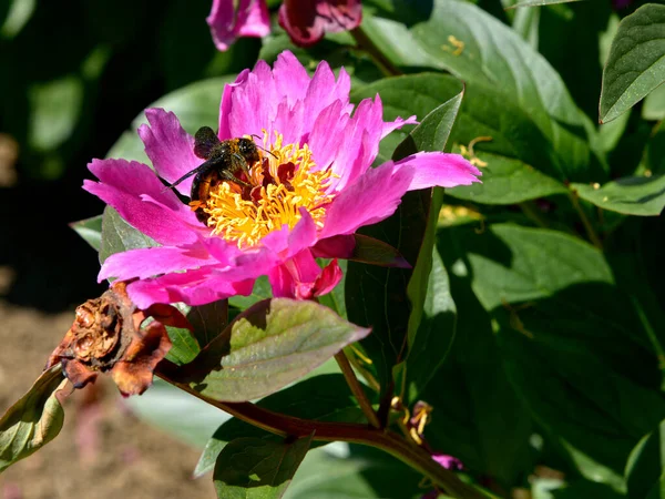 Macro Bumblebee Bombus Feeding Red Chinese Peonie Paeonia Lactiflora — Stock Photo, Image