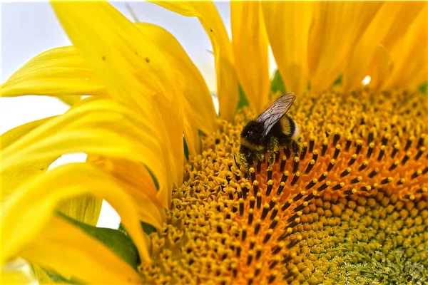 Makro Der Hummel Bombus Terrestris Ernährt Sich Von Sonnenblumen — Stockfoto