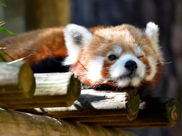 Retrato Panda Vermelha Ailurus Fulgens Fechando Olho Uma Estrutura Madeira — Fotografia de Stock