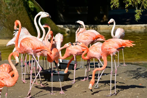 Grupo Flamencos Del Caribe Phoenicopterus Ruber Argumentación —  Fotos de Stock